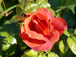Pointed buds of deep rust unfurl to reveal a chocolate haze of velvety smoked tones that can. Rose Hot Cocoa Pretty Hot Cocoa Rose Hd Wallpaper Peakpx
