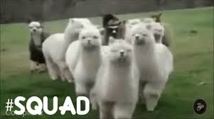 Alpaca Squad Gif Squad Discover Share Gifs Animal Pictures Squad Goals Squad