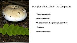Image result for Russula perlactea