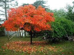 Maybe you would like to learn more about one of these? Persimmon Tree Foliage Growing Persimmon Trees Persimmon Tree Red Maple Tree