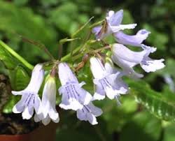 Image result for Streptocarpus umtaliensis