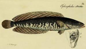 Video kali ni just aku share tentang harian aku memberi makan ikan haruan monster aku makan ikan selain memberi katak hidup. Ikan Haruan The Wound Healing Wonder Fish Yesmywellness