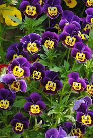 Pin By Connie Ruben On A Little Smile Changes The World Pretty Flowers Pansies Beautiful Flowers