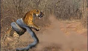 We did not find results for: Strange Video Clip