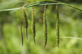 Image result for Carex cognata
