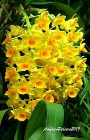 Dendrobium Densiflorum Orchids Plants