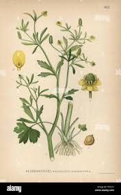 Image result for Ranunculus sceleratus