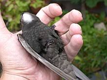 Common Swift Wikipedia