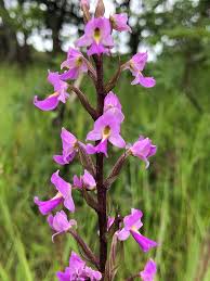 Image result for Brachycorythis pleistophylla