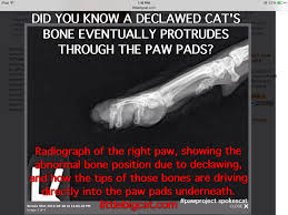 Let's answer these questions and learn about more about this. I Did Not Know So My Two Declawed Cats Who Came To Me That Way May Have Their Bones Protrude Through There Paw Pads I Am So Pet Hacks Paw Pads