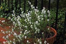 Lasting a very long time, or happening repeatedly or all the time: Thyme Wikipedia