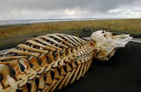 Get the best deal for whale bone from the largest online selection at ebay.com. The Sad Smelly Story Behind A Beloved Gray Whale Skeleton In Long Beach Oregonlive Com