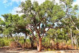 Image result for Astripomoea grantii