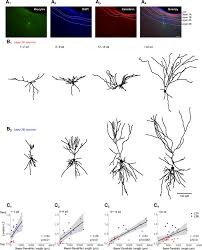 That same impulsive attraction is not unknown to the forebears of a nation, what kind of appetites and. Circuit Specific Dendritic Development In The Piriform Cortex Eneuro