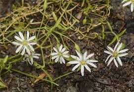 Image result for Stellaria sennii
