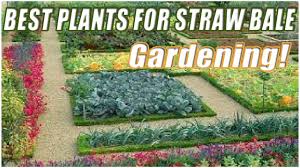 Résultat de recherche d'images pour "straw bale garden"