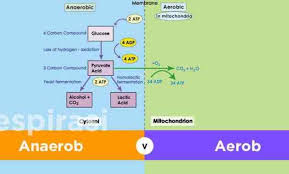 Maybe you would like to learn more about one of these? Pengertian Respirasi Anaerobik Adalah Manfaat Dan Manfaatnya