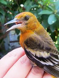 Orange Bird With Black And White Wings Pin On Birds