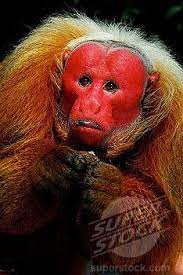 Bald Uakari Cacajao Calvus Amazonas Brazil Primates Cute Animals Interesting Animals