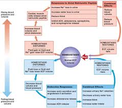Image result for Blood Volume