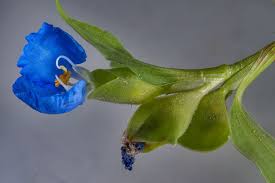 Image result for Commelina bracteosa