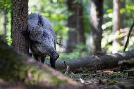 Ein weibliches schwein ist mit 9 monaten geschlechtsreif. Unser Wild Das Wildschwein Forst Erklart