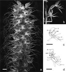 Image result for Habenaria malacophylla