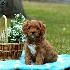Cavapoo puppies are excellent with children of all ages. Cavapoo Puppies For Sale Greenfield Puppies