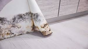 Mold Testing | Mold Inspection Company Near Me in Berlin, Maryland ...