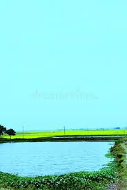 Use them in commercial designs under lifetime, perpetual & worldwide rights. Wallpaper Of Lake And Mustard Flower Field Stock Photo Image Of Small Mustard 168646680