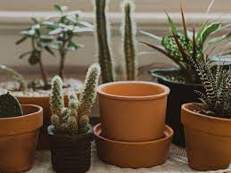 Well not all plants but most? Ultimate Guide How To Pot And Repot A Cactus Plant Cactusway