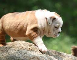Bulldog Puppies For Sale Akc Puppyfinder Akc Marketplace Chicago Bulldog Puppies For Sale Bulldog Puppies Puppies For Sale