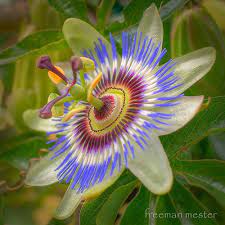 Passion Flower Unusual Flowers Passion Fruit Flower Strange Flowers