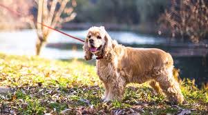 The cocker spaniel has a silky coat of fine or slightly wavy hair that grows fast. Cocker Spaniel Breed Info Traits Temperament Characteristics More