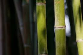 Check out our bamboo side table selection for the very best in unique or custom, handmade pieces from our coffee & end tables shops. 10 Best Bamboo Varieties For Your Garden Bambu Batu