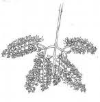 Image result for Combretum collinum