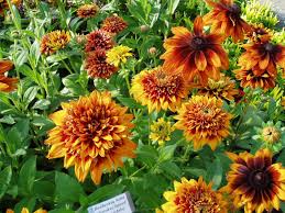 Image result for Rudbeckia hirta