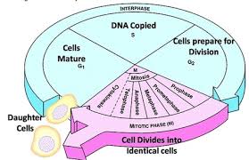 Cells alive on meiosis phase answer key related files as this cells alive meiosis phase worksheet answers, it ends taking place beast one of the favored books cells alive meiosis phase worksheet answers collections that we have. Yr 11 Topic 1 Cell Cycle Amazing World Of Science With Mr Green