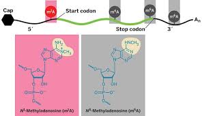 In translation, messenger rna (mrna) is decoded in a ribosome, outside the nucleus, to produce a specific amino acid chain, or polypeptide. Revised Picture For Mrna Translation