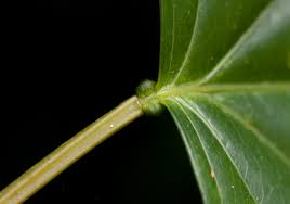 Image result for Adenia rumicifolia