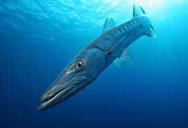 Jetzt traumurlaub mit 100€ gutschein beim testsieger holidaycheck buchen & sparen dieser artikel. Grosser Barrakuda Sphyraena Barracuda Fischlexikon