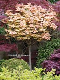 Maybe you would like to learn more about one of these? Acer Pseudoplatanus Brilliantissimum Small Trees For Garden Small Gardens Shade Garden