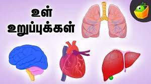 Parts of the body with easy animations in english and tamil this video is about our body parts and in this video : Know Your Body Inside Your Body Internal Part Tamil Learning Videos Youtube