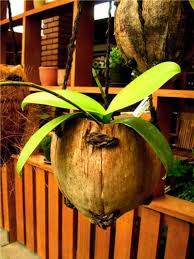 We did not find results for: Kreasi Pot Unik Dari Kelapa Kering