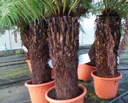 Tree ferns aren't so much trees as they are tall ferns with slender, woody trunks. What Do You Know About Tree Ferns These Beauties Are One Of The Oldest Plants Known To Man Buy Trees Shrubs Perennials Annuals House Plants Statues And Furniture