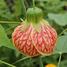 Image result for Abutilon