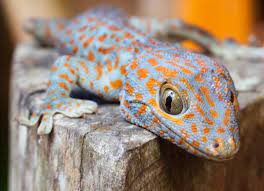 How To Care For A Baby Gecko | Baby Lizard Care | Petmd