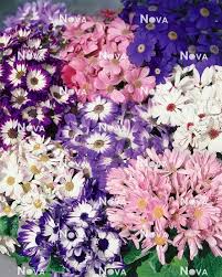 Image result for Cineraria saxifraga