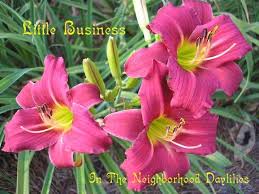 Daylily little business latin name: Little Business Daylily T Maxwell 1971 Daylily Red Self W Very Green Throat Daylily Day Lilies Beautiful Flowers Growing Roses
