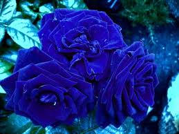 We did not find results for: Dark Blue Roses Blue Roses Wallpaper Flower Seeds Blue Flower Wallpaper